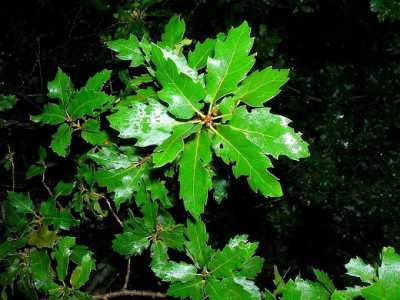 Particolare della chioma di Quercia elegante di Carpignano Salentino, che mostra la particolarit� delle foglie di un verde brillante e lucido, che nella forma ricordano un  po' l'agrifoglio